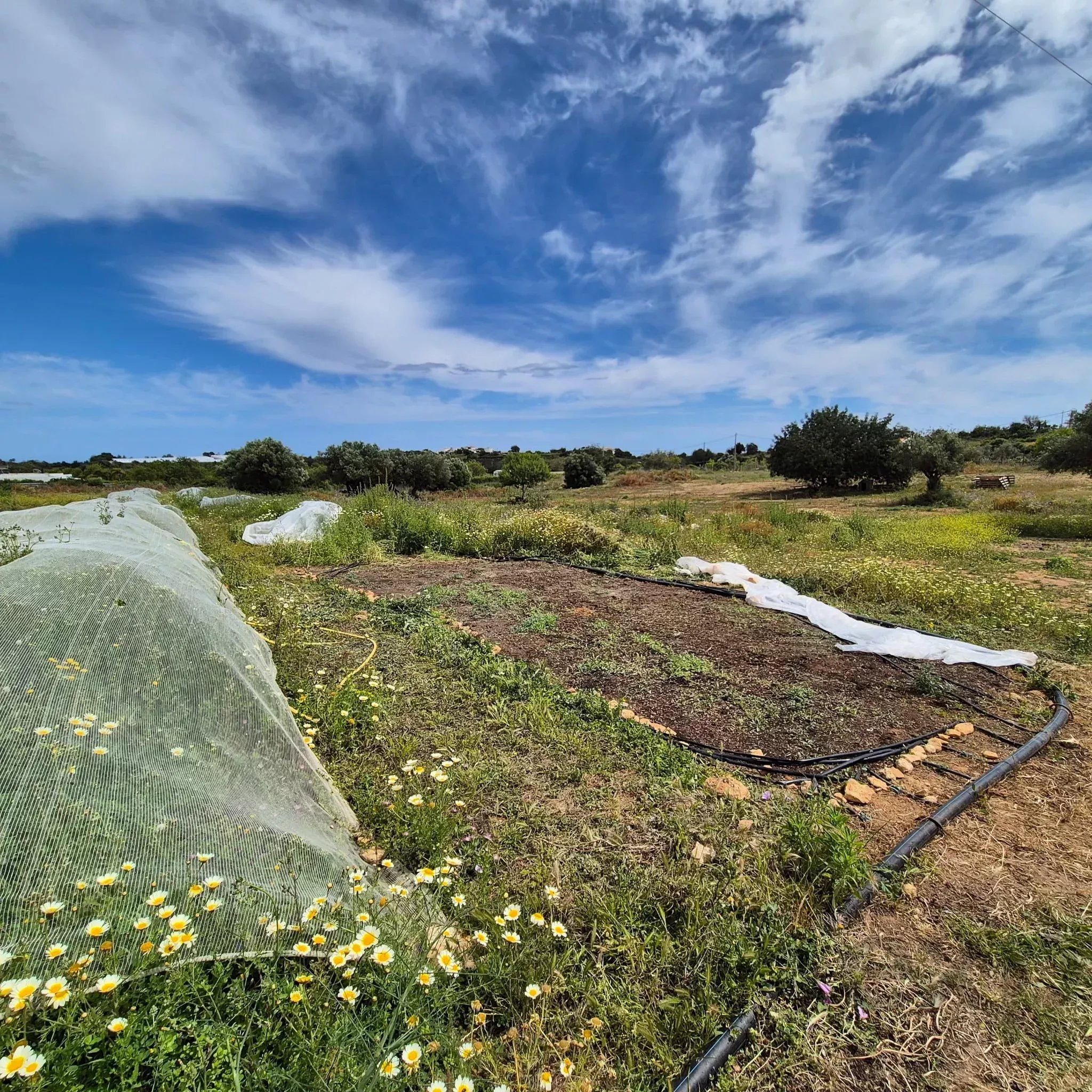 Rustic Land in Vale da Mó – Faro | 16,170 m²