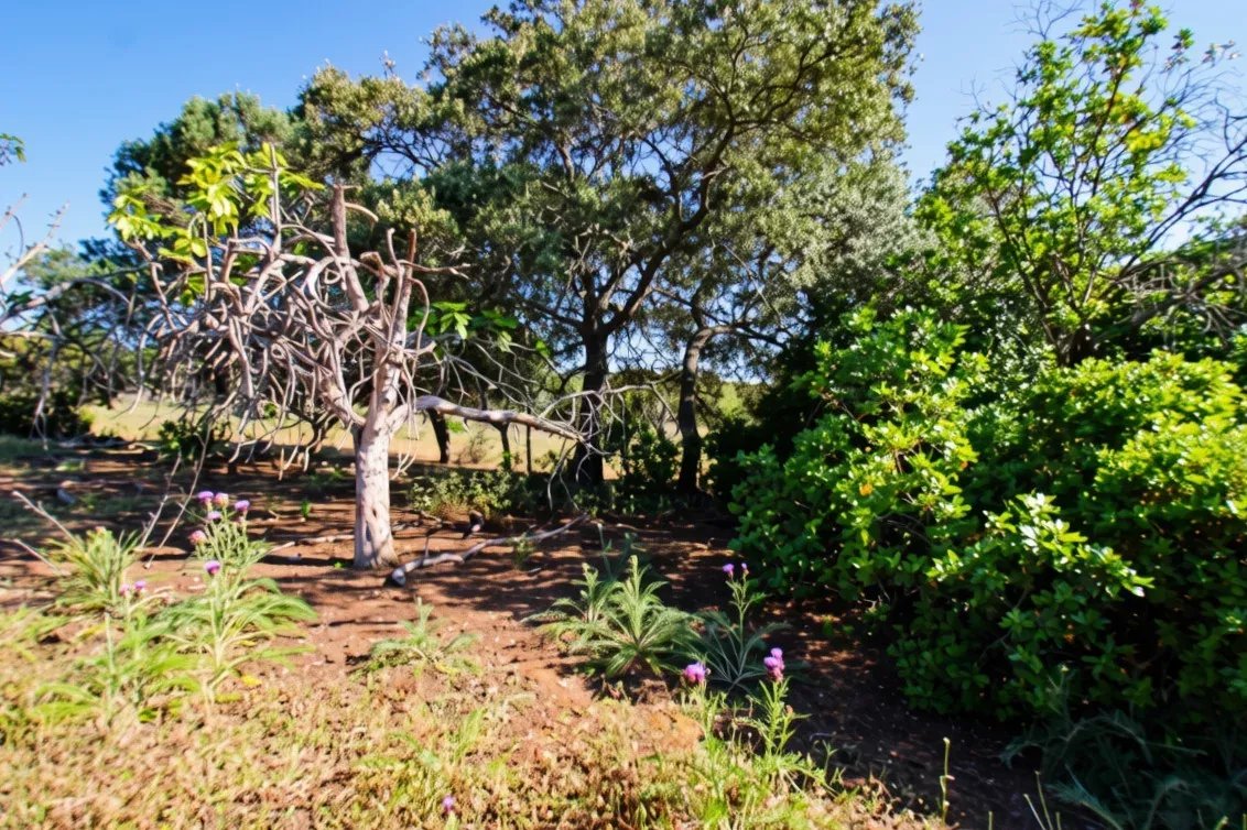 Two rustic flat plots of land, sold together, with 7120 m2