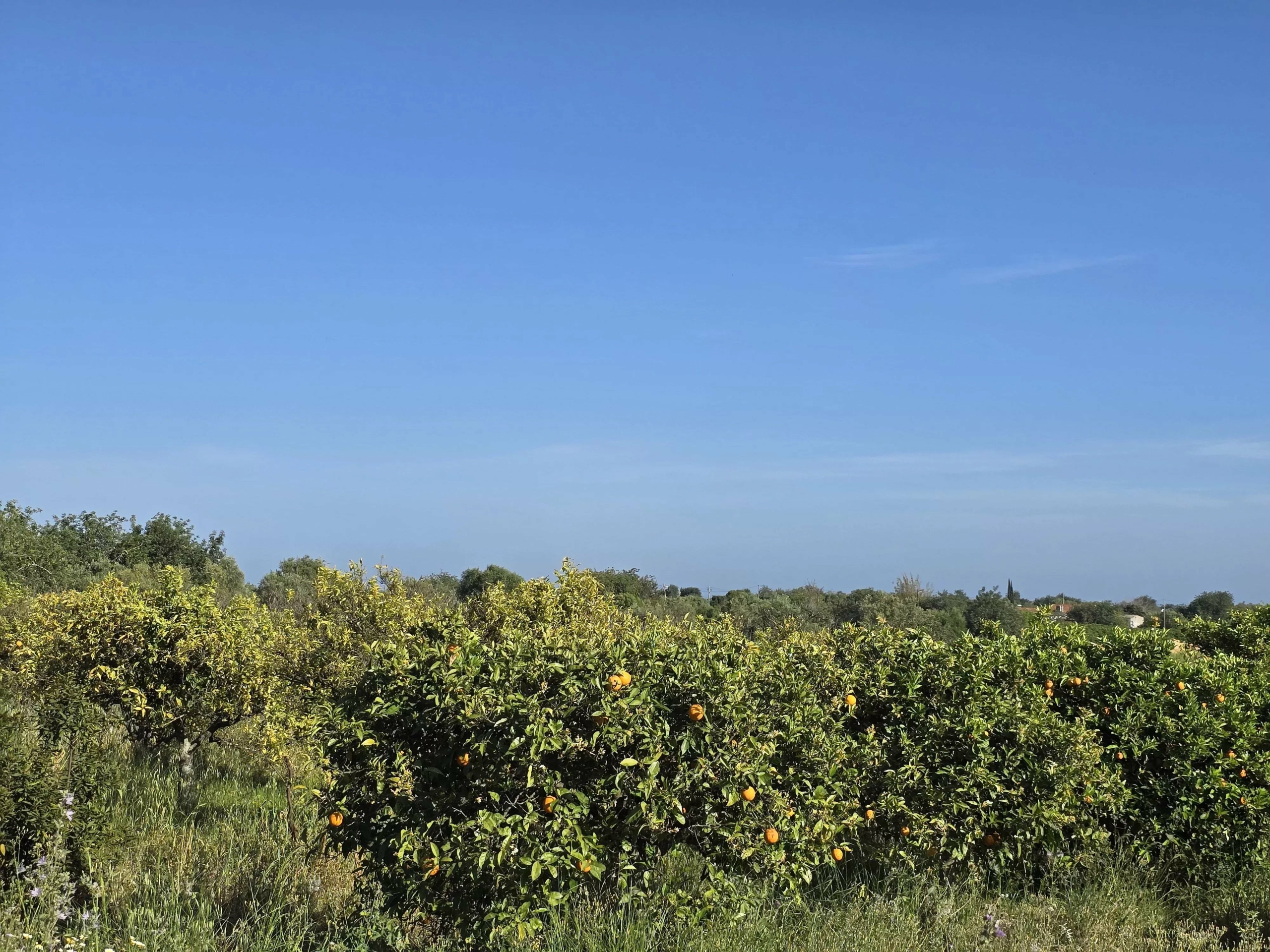 6 room Farmhouse with 1.5 hectares of land and sea view