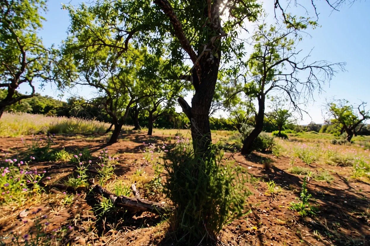 Rural flat land with 2920 m2 near Estoi, Faro