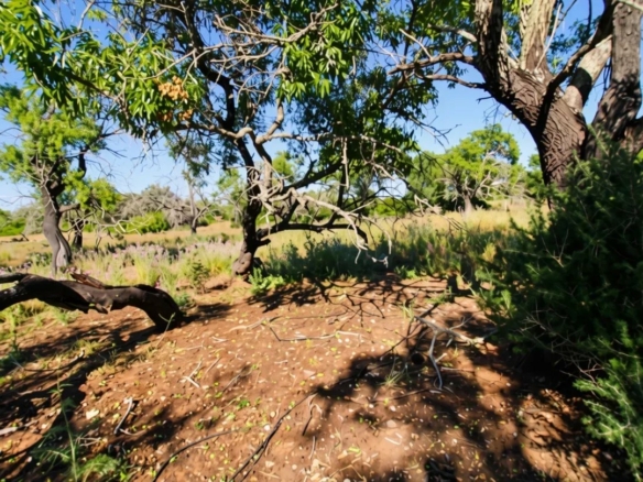 Rural flat land with 2920 m2 near Estoi, Faro