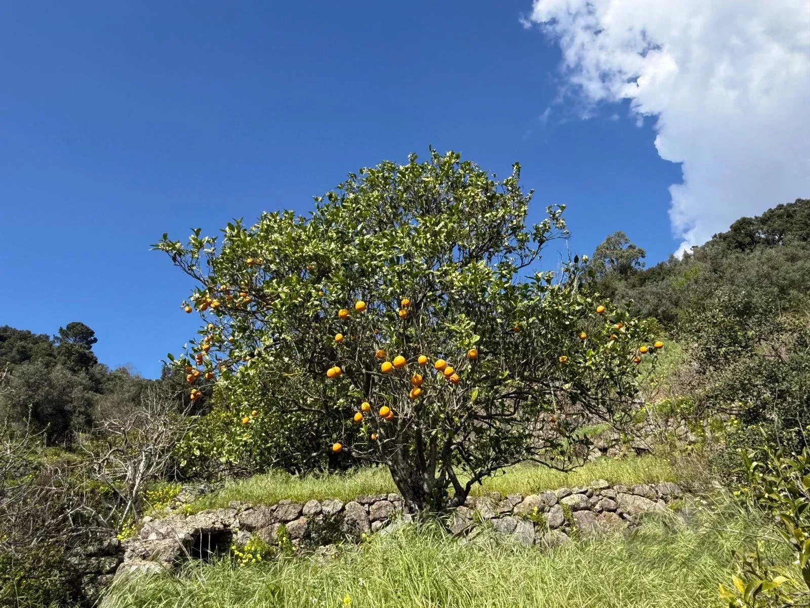 Paradise in the Mountains | Two Adjoining Rustic Plots | Monchique, Algarve