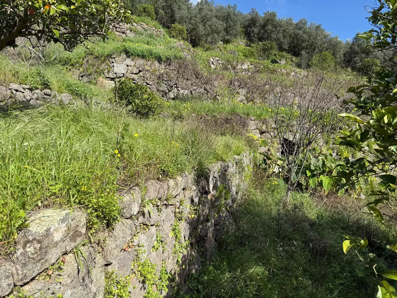 Paradise in the Mountains | Two Adjoining Rustic Plots | Monchique, Algarve