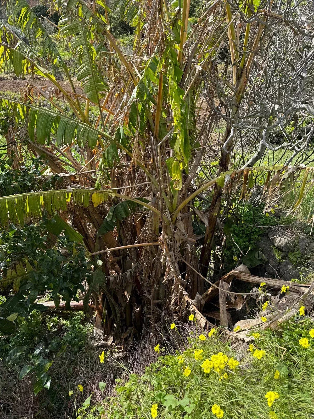 Paradise in the Mountains | Two Adjoining Rustic Plots | Monchique, Algarve