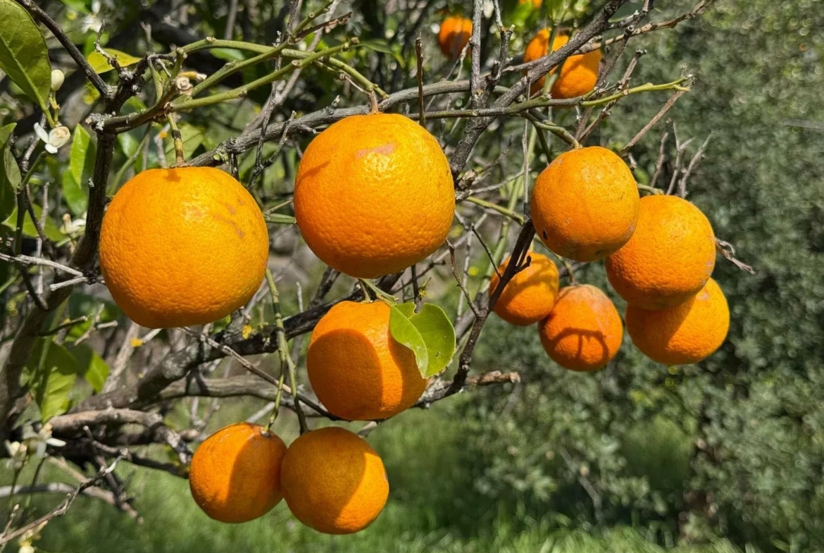 1170