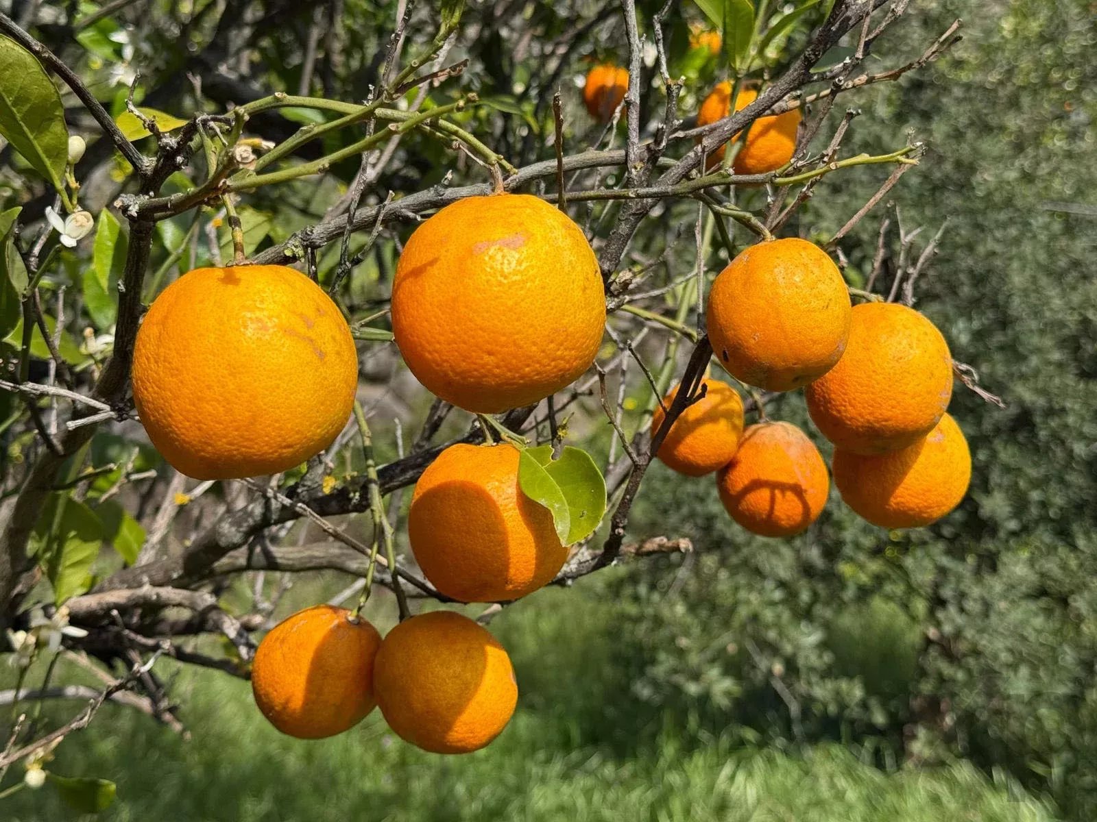 Paradise in the Mountains | Two Adjoining Rustic Plots | Monchique, Algarve