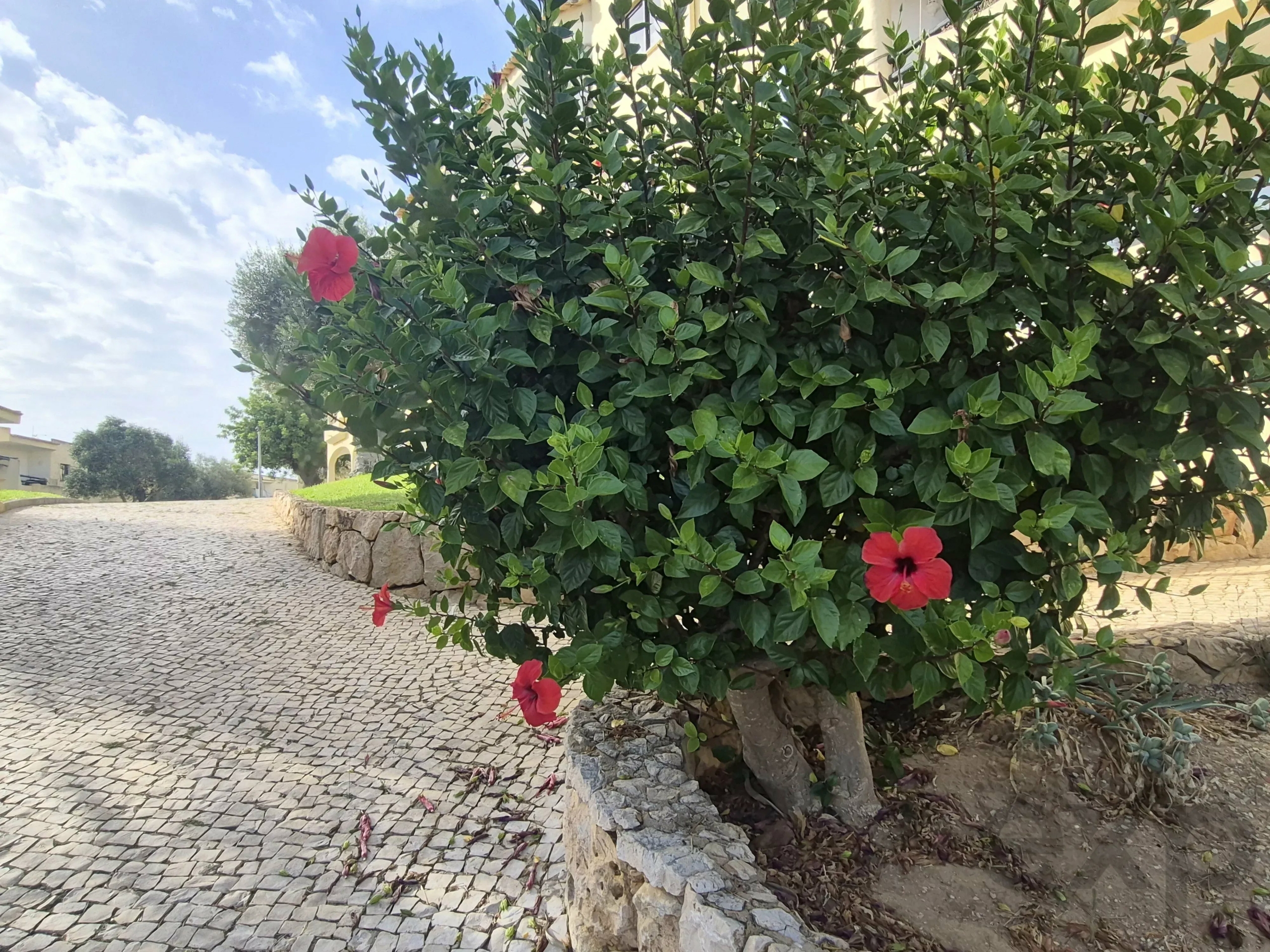 Bright south-facing one-bedroom apartment with balcony - Alvor