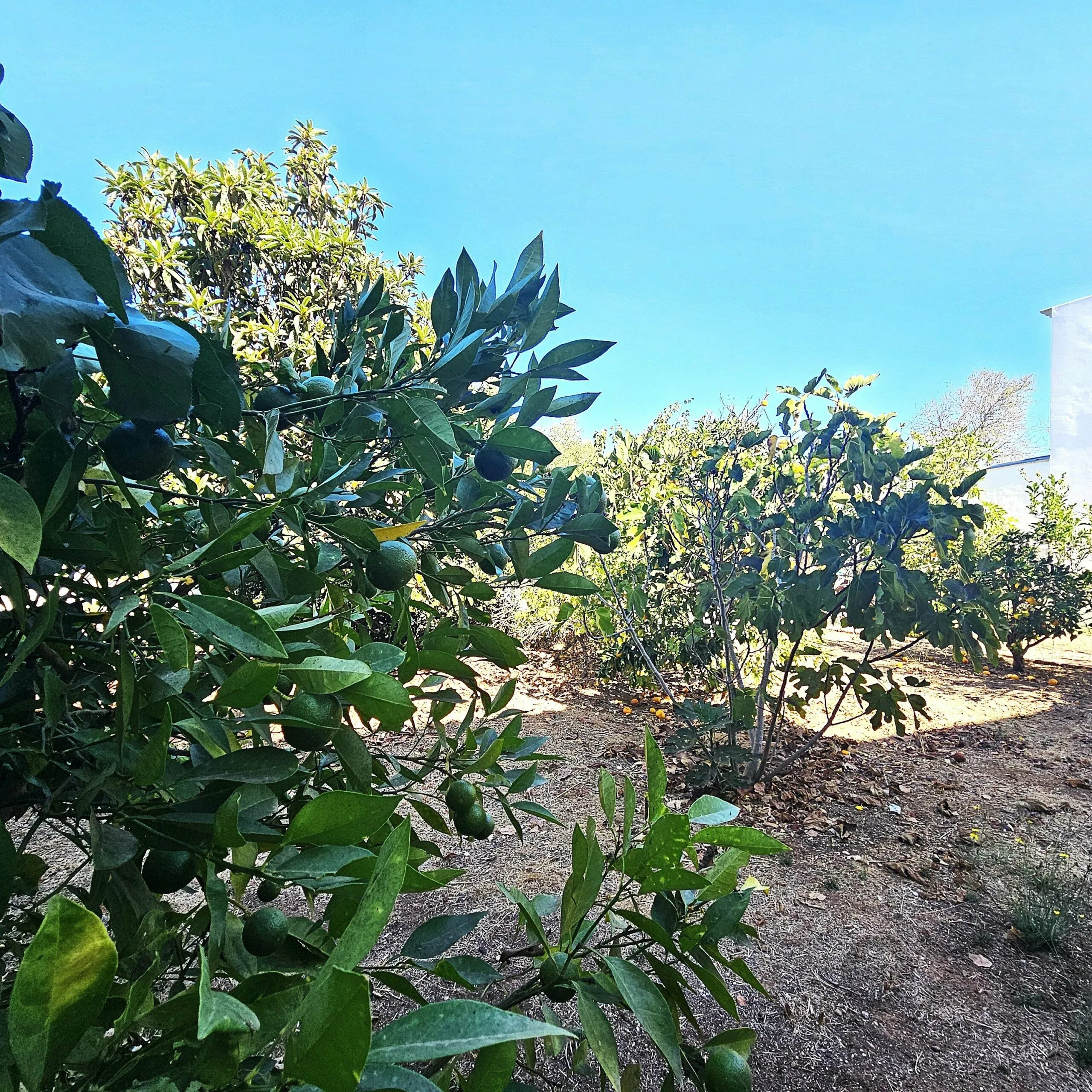 Two-Family House in Ferragudo - Charm, Space and Potential